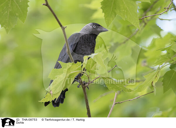 Dohle / Eurasian Jackdaw / THA-08753