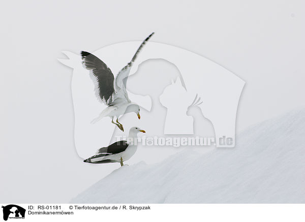 Dominikanermwen / kelp gulls / RS-01181