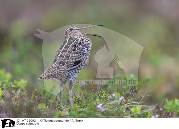 Doppelschnepfe / Great Snipe / AT-02002