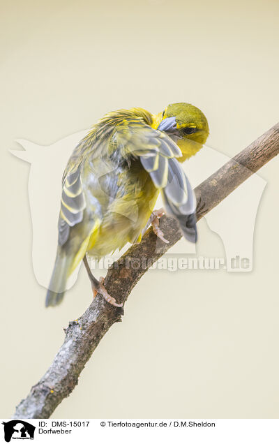 Dorfweber / village weaver / DMS-15017