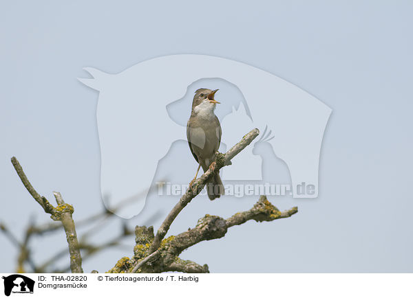 Dorngrasmcke / common greater whitethroat / THA-02820