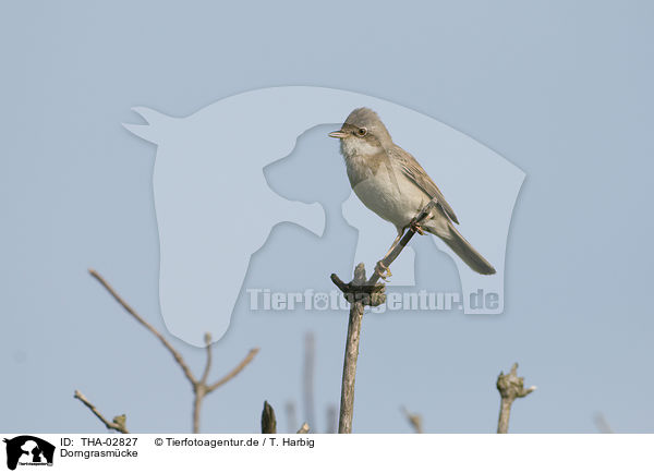 Dorngrasmcke / common greater whitethroat / THA-02827