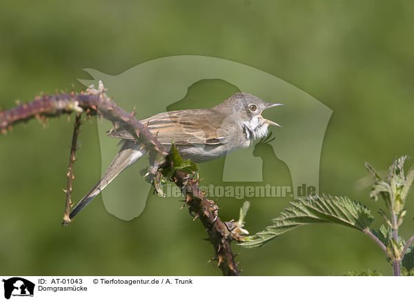 Dorngrasmcke / Whitethroat / AT-01043