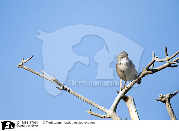 Dorngrasmcke / common whitethroat / MBS-17091