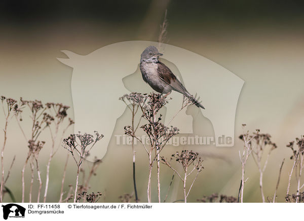 Dorngrasmcke / Whitethroat / FF-11458