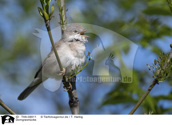 Dorngrasmcke / Whitethroat / THA-08811