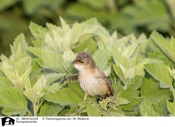 Dorngrasmcke / greater whitethroat / MAW-02228