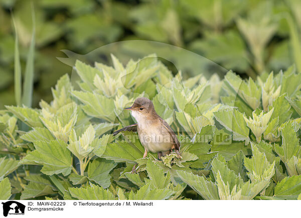 Dorngrasmcke / greater whitethroat / MAW-02229