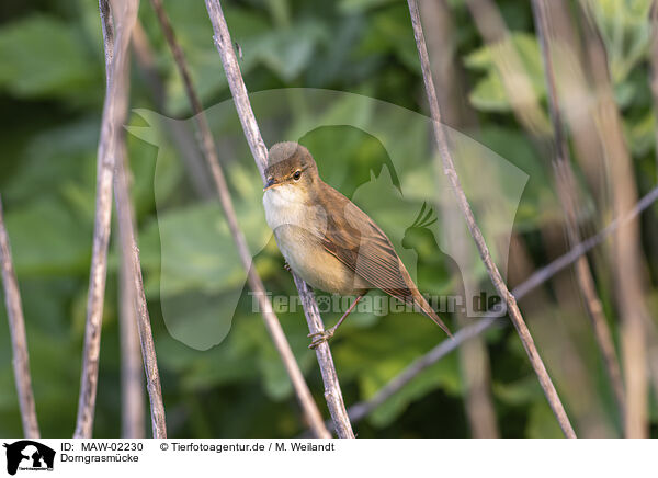 Dorngrasmcke / greater whitethroat / MAW-02230