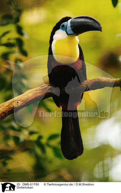 Dottertukan / channel-billed toucan / DMS-01760