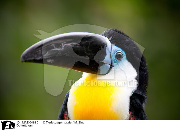 Dottertukan / channel-billed toucan / MAZ-04885