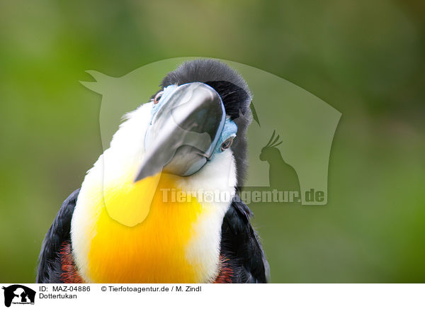 Dottertukan / channel-billed toucan / MAZ-04886