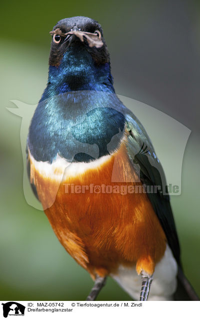 Dreifarbenglanzstar / Superb Glossy Starling / MAZ-05742