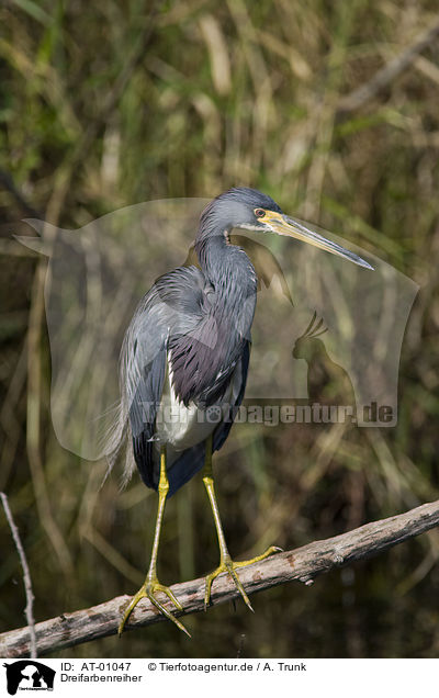 Dreifarbenreiher / Tricolored Heron / AT-01047