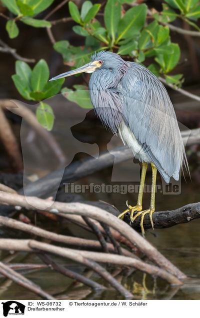 Dreifarbenreiher / tricolored heron / WS-06732