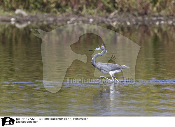 Dreifarbenreiher / Louisiana tricolored heron / FF-12722