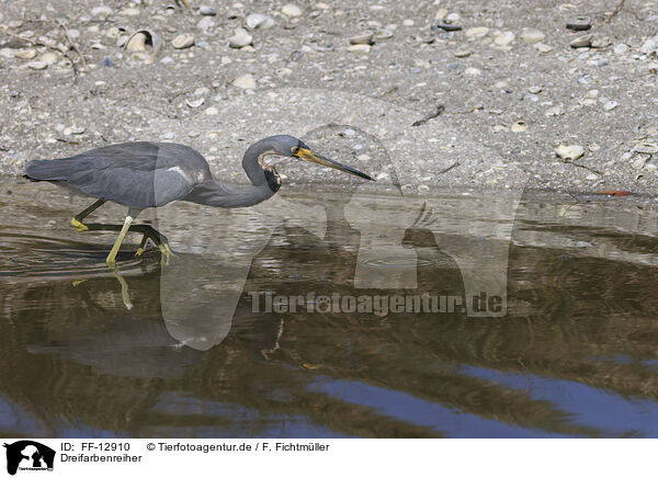 Dreifarbenreiher / Louisiana tricolored heron / FF-12910