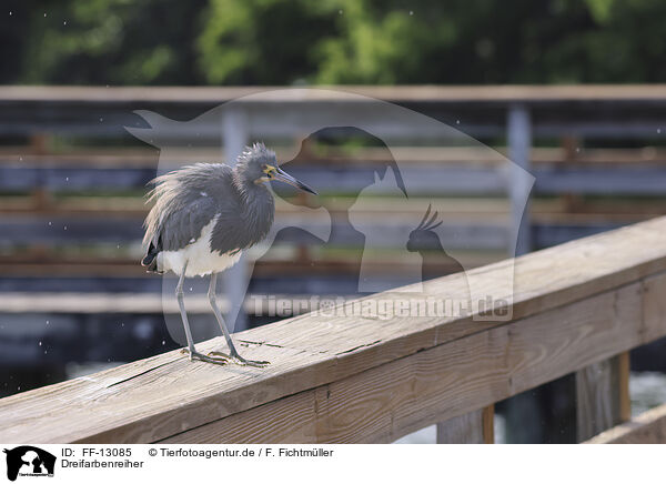 Dreifarbenreiher / Louisiana tricolored heron / FF-13085