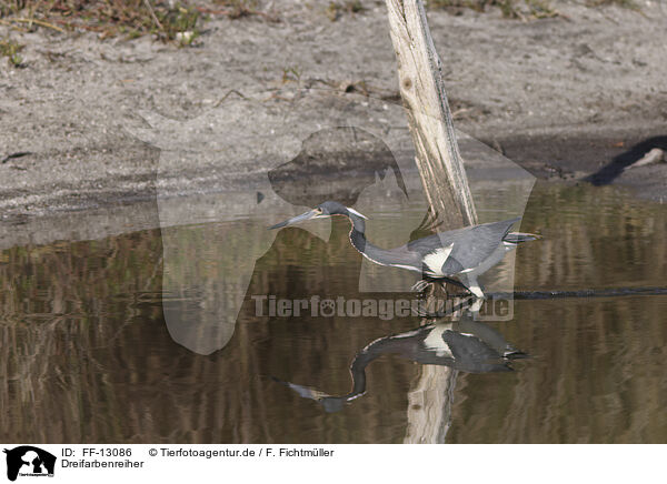 Dreifarbenreiher / Louisiana tricolored heron / FF-13086