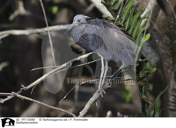 Dreifarbenreiher / Louisiana tricolored heron / FF-13089