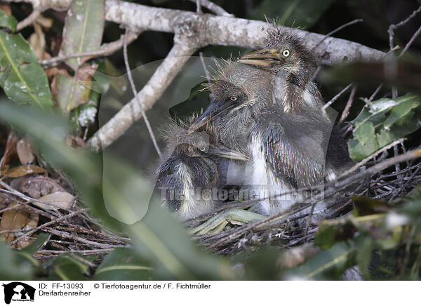 Dreifarbenreiher / Louisiana tricolored heron / FF-13093