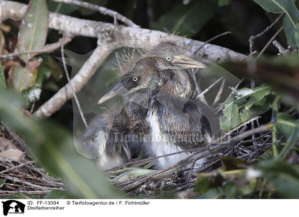 Dreifarbenreiher / Louisiana tricolored heron / FF-13094