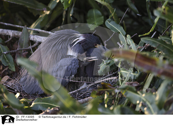 Dreifarbenreiher / Louisiana tricolored heron / FF-13095