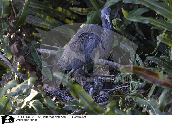 Dreifarbenreiher / Louisiana tricolored heron / FF-13098