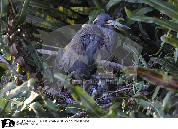 Dreifarbenreiher / Louisiana tricolored heron / FF-13099