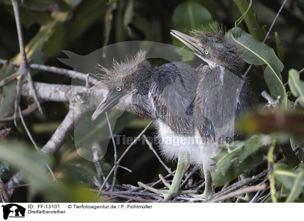 Dreifarbenreiher / Louisiana tricolored heron / FF-13101