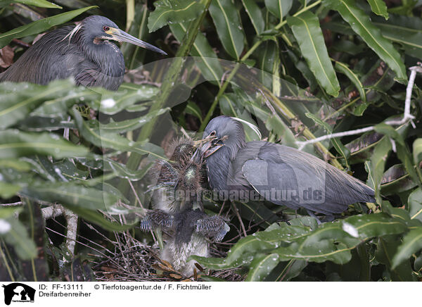 Dreifarbenreiher / Louisiana tricolored heron / FF-13111