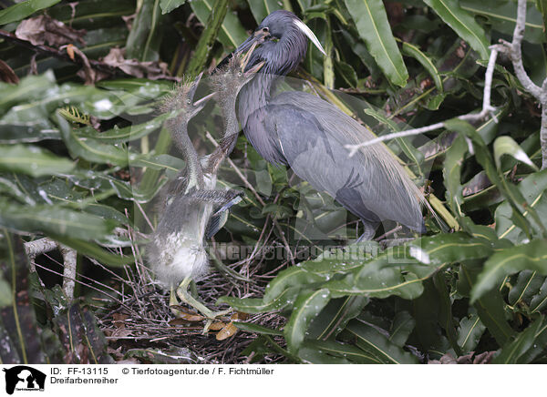 Dreifarbenreiher / Louisiana tricolored heron / FF-13115