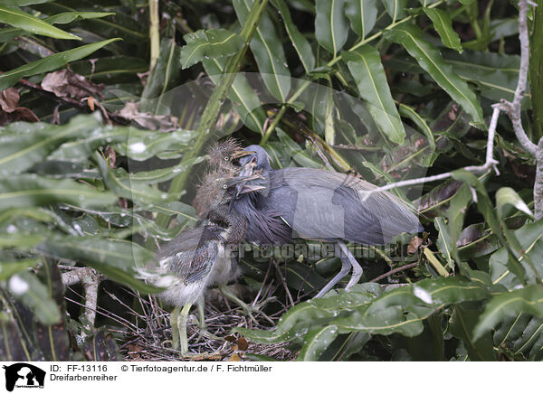 Dreifarbenreiher / Louisiana tricolored heron / FF-13116