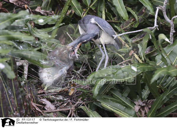 Dreifarbenreiher / Louisiana tricolored heron / FF-13117