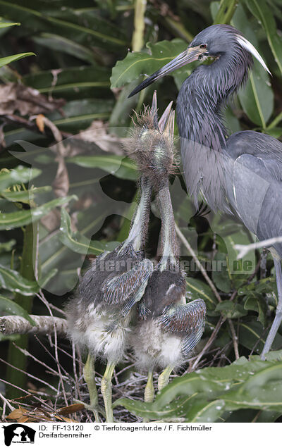 Dreifarbenreiher / Louisiana tricolored heron / FF-13120