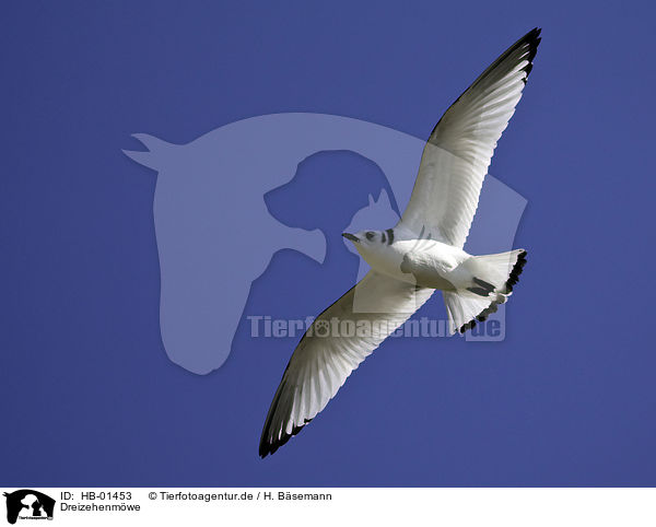 Dreizehenmwe / black-legged kittiwake / HB-01453