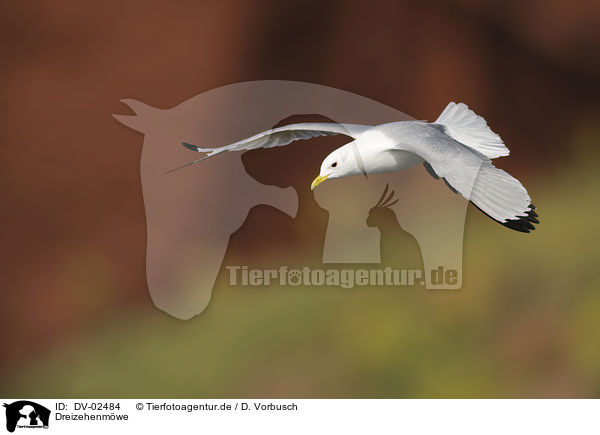 Dreizehenmwe / black-legged kittiwake / DV-02484