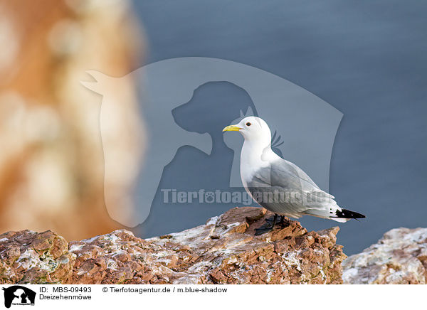 Dreizehenmwe / black-legged kittiwake / MBS-09493
