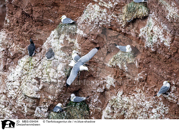Dreizehenmwen / black-legged kittiwakes / MBS-09494