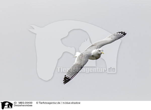 Dreizehenmwe / black-legged kittiwake / MBS-09499