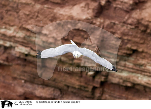 Dreizehenmwe / black-legged kittiwake / MBS-09503