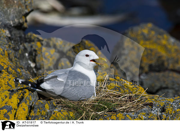 Dreizehenmwe / black-legged kittiwake / AT-01817