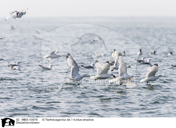 Dreizehenmwen / black-legged kittiwakes / MBS-10976