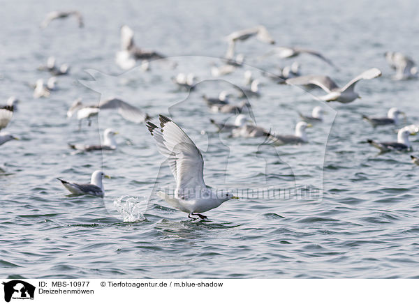 Dreizehenmwen / black-legged kittiwakes / MBS-10977