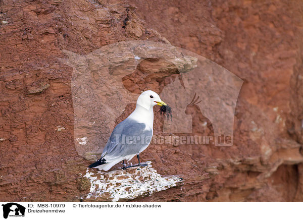 Dreizehenmwe / black-legged kittiwake / MBS-10979