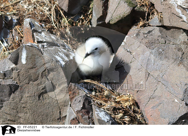 Dreizehenmwe / black-legged kittiwake / FF-05221