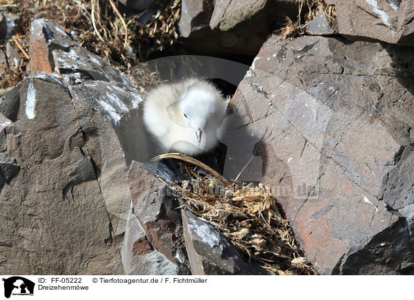 Dreizehenmwe / black-legged kittiwake / FF-05222
