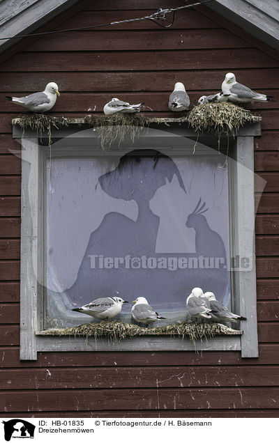 Dreizehenmwen / black-legged kittiwakes / HB-01835