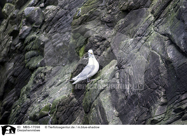 Dreizehenmwe / black-legged kittiwake / MBS-17098