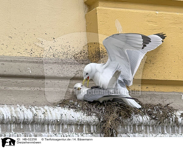 Dreizehenmwen / black-legged kittiwakes / HB-02258